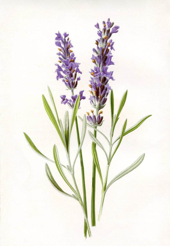 Botanical illustration of lavender, the plant associated with calm and clarity